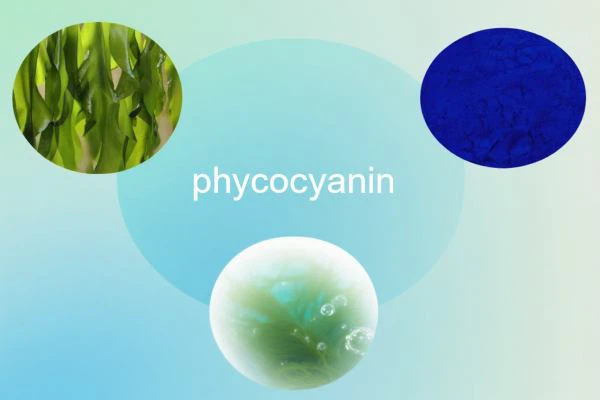 What Foods Contain Phycocyanin What Foods Contain Phycocyanin